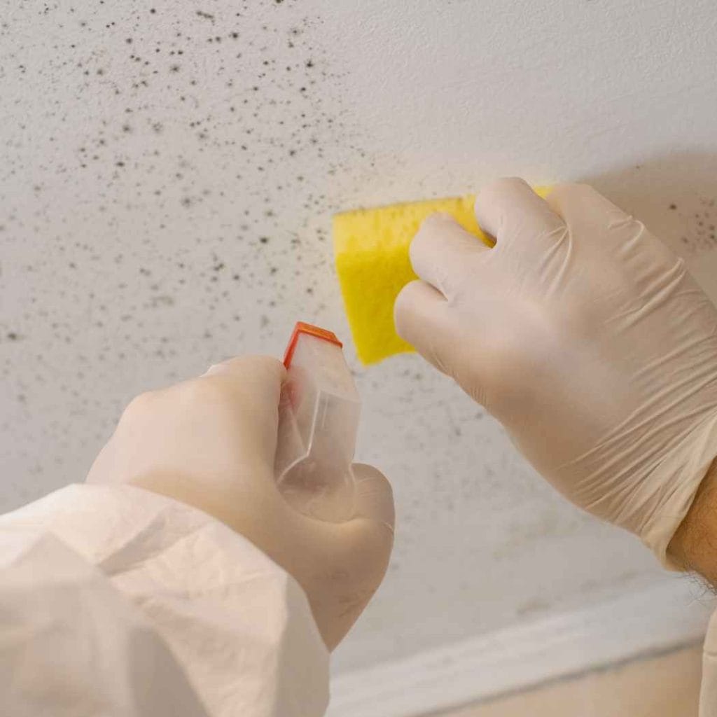 Close-up of a person wearing gloves using a sponge and spray bottle to clean black mould spots from a white wall, showing detailed mould remediation process.