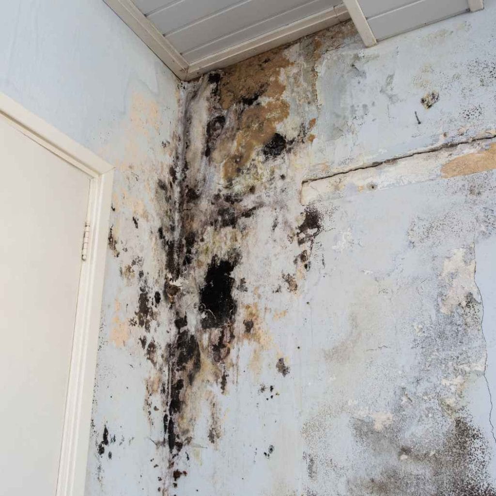 Severe black mould and water damage spreading across a corner wall and ceiling inside a home, indicating prolonged moisture exposure and structural deterioration.