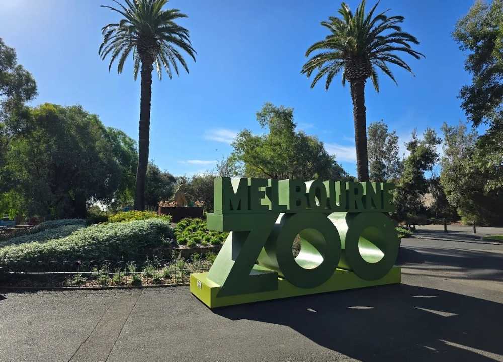 A sunny day at Melbourne Zoo, featuring a large green 3D sign that reads "Melbourne Zoo" set against a backdrop of tall palm trees and lush greenery. The well-maintained garden beds and clear blue sky create a welcoming atmosphere at the zoo entrance.