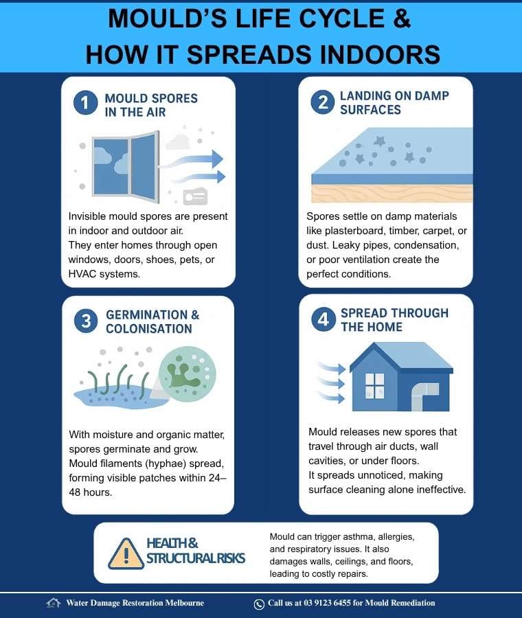 Infographic showing the life cycle of mould and how it spreads indoors: spores enter through air and HVAC, settle on damp surfaces, germinate and grow, spread through the home, and cause health and structural damage.