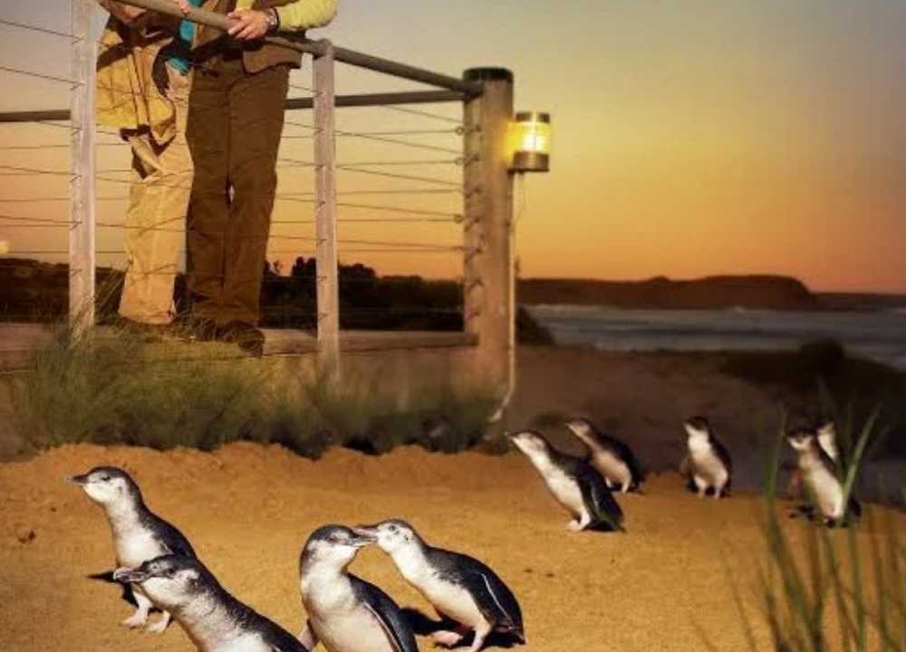 A heartwarming scene of the Penguin Parade at Phillip Island, where a group of little penguins waddles across the sandy shore at sunset. In the background, two visitors watch from a viewing platform, illuminated softly by lantern light. The golden sky and gentle waves create a magical coastal setting for this iconic wildlife experience in Victoria, Australia.