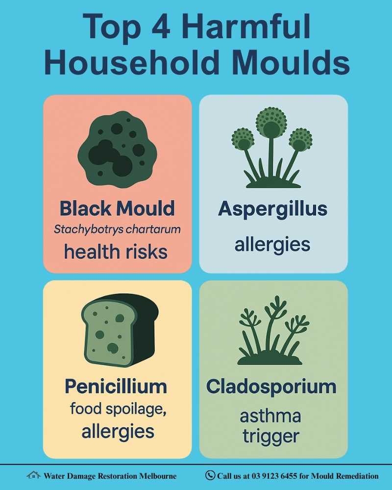 Infographic showing the top 4 harmful household moulds: Black Mould (Stachybotrys chartarum) with health risks, Aspergillus causing allergies, Penicillium linked to food spoilage and allergies, and Cladosporium as an asthma trigger, each with simple icons and labeled descriptions.