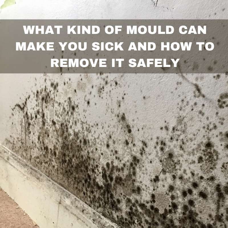 Kind of Moulds that can make you sick and how to remove it safely